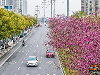 图集 | 紫荆绚烂 春意盎然