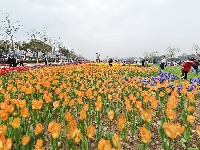 闻“香”欲醉 魅力荆州 万人赏花 与你相约金凤广场25万株郁金香芳香迷人