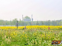长江大学油菜花海绽放 市民打卡享春日美好时光