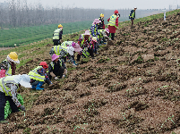 荆江大堤盐卡闸段绿化焕新颜