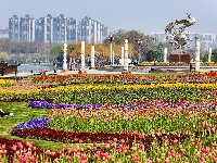 绝美花海！25万株郁金香扮靓金凤广场
