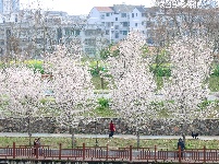  图集 | 荆州老南门：千年古城邂逅樱花盛景