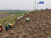 荆江大堤盐卡闸段绿化焕新颜