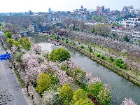  图集 | 荆州老南门：千年古城邂逅樱花盛景