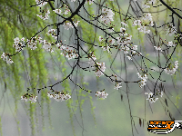 图集 | 粉白樱花醉枝头 赏花踏青正当时