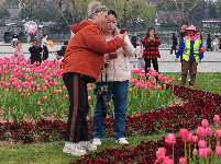 闻“香”欲醉 魅力荆州 万人赏花 与你相约金凤广场25万株郁金香芳香迷人