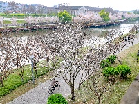  图集 | 荆州老南门：千年古城邂逅樱花盛景