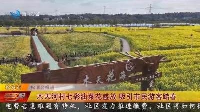 木天河村七彩油菜花盛放    吸引市民游客踏春赏景