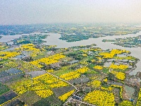 荆州区马山镇：千彩泼墨 绣出田园诗境
