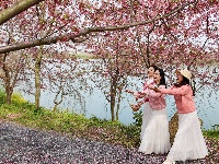 浅山樱花正烂漫