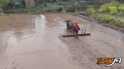 “土专家”刘飞 ：育秧有“金点子” 更懂“土办法”
