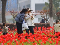 绝美花海！25万株郁金香扮靓金凤广场
