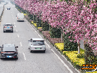 图集 | 荆州春色满城 玉兰、梅花竞相盛放