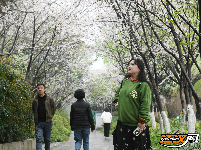 图集 | 粉白樱花醉枝头 赏花踏青正当时