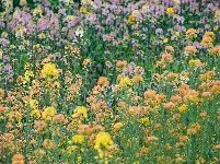 荆州区马山镇：千彩泼墨 绣出田园诗境
