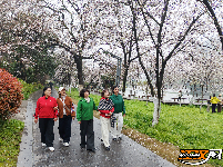 图集 | 粉白樱花醉枝头 赏花踏青正当时