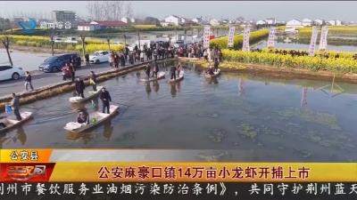 公安麻豪口镇14万亩小龙虾开捕上市