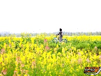 长江大学油菜花海绽放 市民打卡享春日美好时光