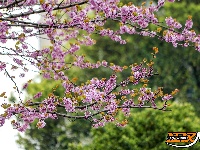 图集 | 紫荆绚烂 春意盎然