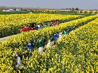 油菜花开金灿灿 乡村美景如画来