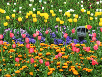 闻“香”欲醉 魅力荆州 万人赏花 与你相约金凤广场25万株郁金香芳香迷人