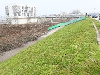 荆江大堤盐卡闸段绿化焕新颜