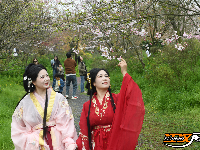 “花漾八岭山，打卡春天里”浅山樱花草坪音乐会引爆乡村游