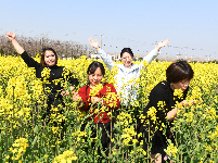 油菜花开金灿灿 乡村美景如画来