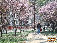 图集 | 荆襄河湿地公园春花烂漫 踏春赏景正当时