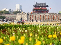 绝美花海！25万株郁金香扮靓金凤广场
