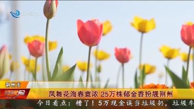 凤舞花海春意浓  25万株郁金香扮靓荆州