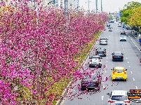 图集 | 紫荆绚烂 春意盎然