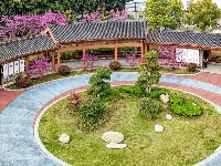 图集 | 紫荆绚烂 春意盎然