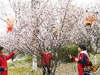 图集 | 荆州春色满城 玉兰、梅花竞相盛放