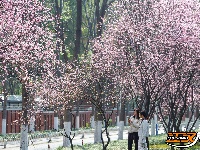 图集 | 荆襄河湿地公园春花烂漫 踏春赏景正当时