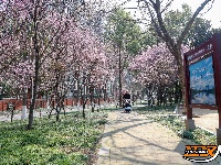 图集 | 荆襄河湿地公园春花烂漫 踏春赏景正当时