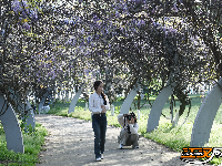 荆州临江仙公园：紫藤长廊盛放 春日浪漫上线