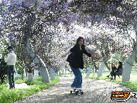 荆州临江仙公园：紫藤长廊盛放 春日浪漫上线