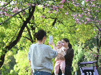 图集｜文湖公园的樱花雨后芳香迷人 天气晴好市民赏花拍照要抓紧
