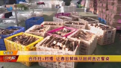 合作社+村播    让春日鲜味从田间直达餐桌