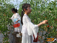 江陵县丰泽园采摘带火了乡村游