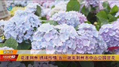 花漾荆州  绣球传情   五一就来荆州市中山公园赏花