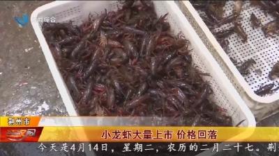 小龙虾大量上市   价格回落