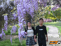 荆州临江仙公园：紫藤长廊盛放 春日浪漫上线