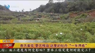 春天卖花夏天榨油 这里的牡丹“一年两收”