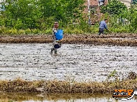 公安县鸡鸣城遗址：一幅幅忙碌的春耕图景入画来
