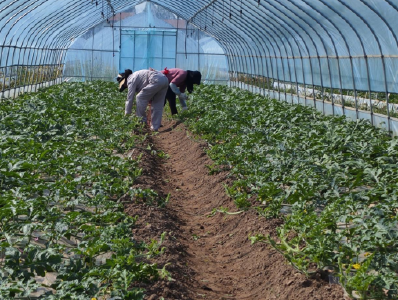 石首市大垸镇：科技“慧”种瓜 甜蜜富万家