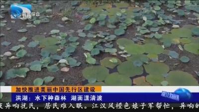 洪湖:水下种森林 湖面漾清波