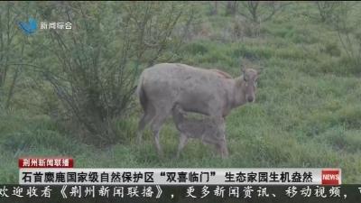 石首麋鹿国家级自然保护区  “双喜临门”  生态家园生机盎然