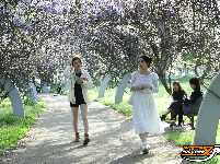 荆州临江仙公园：紫藤长廊盛放 春日浪漫上线